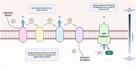 reactants of electron transport chain